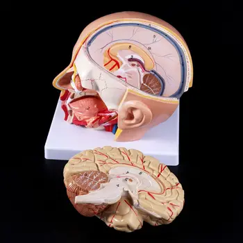 Človeški Anatomiji Glave, Možganov, Lobanje Cerebralne Arterije Anatomski Model Za Poučevanje